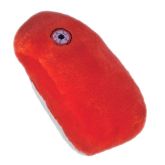 Heartworm (Dirofilaria immitis)